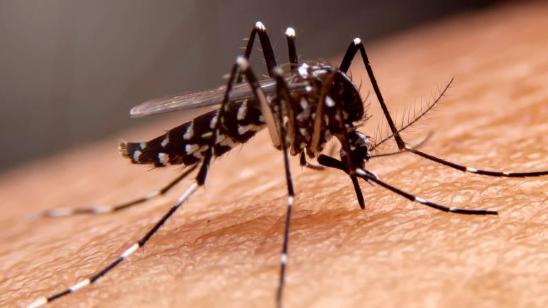 How to Treat Malaria Home Remedies